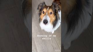 Roll Over shelties puppies sheltiesable dogs funnydogs lassie collie dog doglovers morning [upl. by Atiuqnahs]