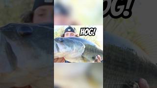 BIG Baits Catch BIG Fish😱Piscifun foryou bass fishing trending youtubeshorts shorts [upl. by Ermine]