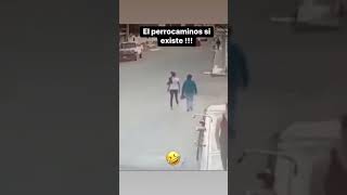 Lo atropello un perro🤣🤣humor perros comedia atropellado Correcaminos [upl. by Nelg835]