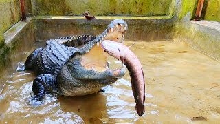 Nơi ở mới của cá sấu cho cá sấu ăn Phần 2  Crocodile’ new home feeding crocodile part 2 [upl. by Emmeram]