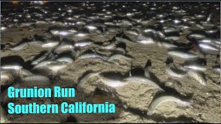 GRUNION RUN In Southern California  Educational Video [upl. by Ardnua]