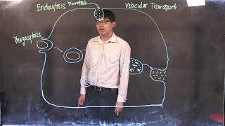 Vesicular Transport [upl. by Eelyme]