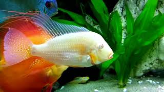 Martins Cichlid fish Tank Update 355  Discus Fish greet new Friend the Albino Geophagus [upl. by Kailey]