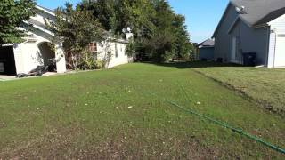 Lawn Renovation  13 days after planting Titan Rx fescue seed [upl. by Atsillac]