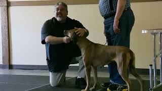 Seattle All Breed Dog Handling Workshop with Eric Salas [upl. by Stiles286]