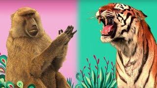 StoryBots  🐻 Animal Songs 🦁  Listen and Learn Songs  Netflix Jr [upl. by Janey733]