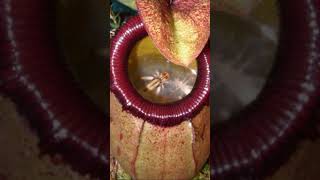 Pitcher Plants Natures Deadly Traps plants pitcherplants nature [upl. by Friedly]