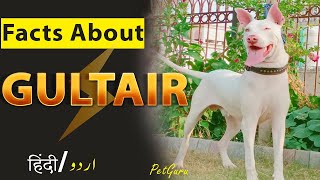 Gultair Dog Biography amp Intresting Facts  Dog Information  Pet Guru [upl. by Moll]