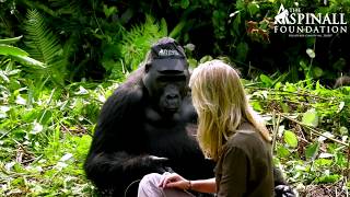 Heartwarming moment WILD GORILLAS accept Damian Aspinalls wife Victoria  OFFICIAL VIDEO [upl. by Lora]