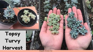 Topsy Turvy Harvest  Succulent Propagation  Angels Grove Co [upl. by Adelaida]