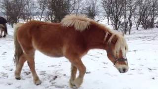 A Haflinger and two Norwegian Fjord Horses [upl. by Wenda]