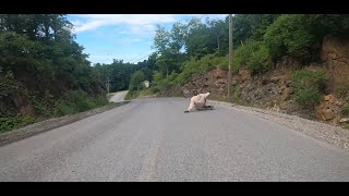 How to AVOID flat spotting your wheels  MASSIVE downhill powerslides longboarding tipsandtricks [upl. by Ettezus]