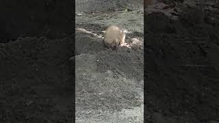 Black Tailed Prairie Dog doing some diggingZoo watching shorts [upl. by Alleyne]