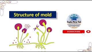 structure of mold mold mycology lecture [upl. by Annaegroeg623]