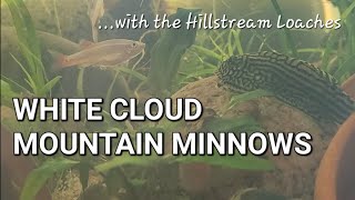 Adding White Cloud Mountain Minnows to the Indoor Hillstream Pond hillstreamloach whiteclouds [upl. by Ecadnak]