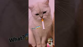 Do cats also smoke cigarettes 😼🦮 cat pets catlover animals cigarette चंचल चंचल 112 [upl. by Ophelia]