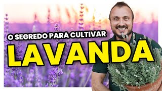 O segredo para cultivar LAVANDA  Conheça diferentes espécies [upl. by Nylrehc]