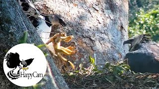 Harpy Eagle New prey at the Nest  HarpyCam9 [upl. by Jerome]