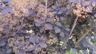 Royal Purple Smoke Tree cotinus coggygria [upl. by Dinse]