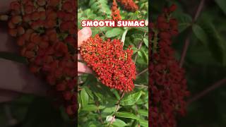 Smooth Sumac so pretty  Native Shrub North America shorts [upl. by Iva]