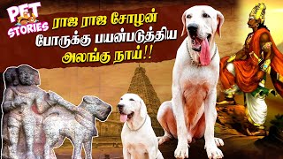 அலங்கு நாயின் உண்மை வரலாறு  History and Facts about ALANGU DOG  Pet Stories [upl. by Aeirdna]