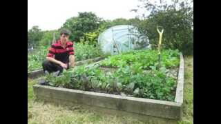 The Best way to plant out Brassicas and Time Lapse of the Greenhouse [upl. by Eldorado963]