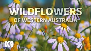 Flower lovers swarm the Midwest attracted by a stunning wildflower bloom  ABC Australia [upl. by Eatnom]