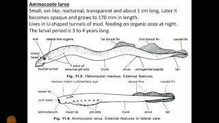Ammocoete larvae [upl. by Allimaj300]