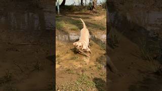 Aaj joey sirf apne man ki karega… lablove cuteanimal labradoruniverse labradoodles cutealert [upl. by Boffa278]