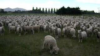 SHEEP PROTEST FREAKING HILARIOUS Original Upload 1 [upl. by Papotto317]