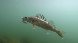 Shoreline Fishing for Walleye in Washington [upl. by Gonsalve]