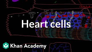 Heart cells up close  Circulatory system physiology  NCLEXRN  Khan Academy [upl. by Holder646]