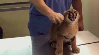 Caracal Hisses at Vet While Being Vaccinated  1076952 [upl. by Crudden]