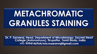 Metachromatic Granules Staining [upl. by Osithe411]