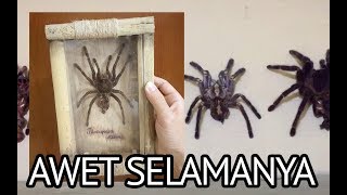 Cara membuat display eksotis dan mengawetkan kulit molt tarantula [upl. by Wojak]