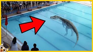 20 Animali Pericolosi Che Hanno Invaso Le Piscine [upl. by Reece]