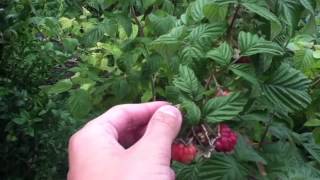 Récolter les framboises  Astuce jardin et potager [upl. by Hamas]