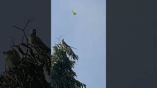 Parrot psittacusbirds birdswatching subscribe viralshort trendingshorts shorts shorysviral [upl. by Ahsinroc]