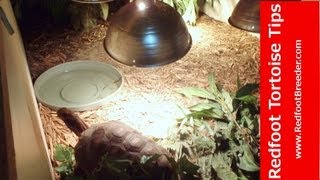 Indoor Redfoot Tortoise Enclosure For Our Two Adult Redfoots [upl. by Enelhtac]