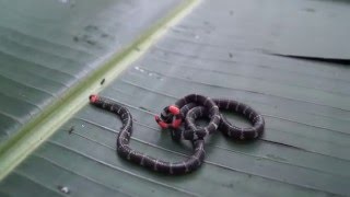 RedTailed Coral Snake Micrurus mipartitus tail display [upl. by Alica8]