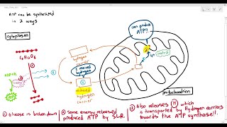 124 The 2 ways ATP is synthesized during Respiration Cambridge AS A Level Biology 9700 [upl. by Nivej]