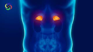 783 Hz  Adrenal Healing and Detoxification  Adrenals Healing  Normalize Adrenal Function [upl. by Aileon]