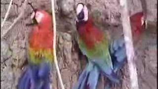 Scarlet and Greenwing Macaws at Clay Lick in Peru [upl. by Aidnama219]