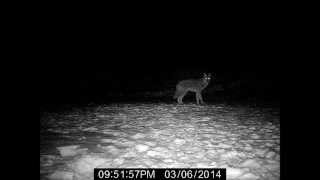 Eastern Wolf on Trail Camera Algonquin Park Boundary [upl. by Euton]