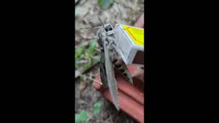 Agrius convolvuli the convolvulus hawkmoth [upl. by Heddy829]