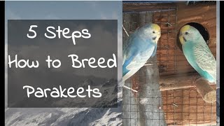 5 Steps How to Breed Parakeets [upl. by Allets50]