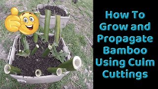 How To Grow and Propagate Bamboo from Culm Cuttings [upl. by Blackman]