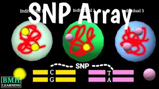 SNP Arrays  SNP Polymorphism Microarray Chip  How SNP Typing Works  DNA Analysis [upl. by Ezzo311]