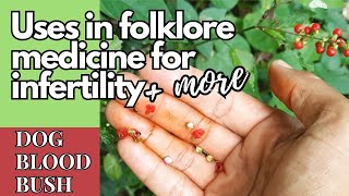 Medicinal uses of DOG BLOOD BUSH for INFERTILITY amp more  Earths Medicine [upl. by Son]