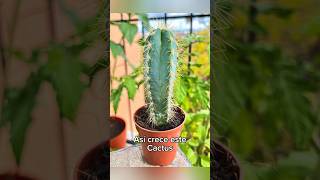 Así crece este Pilosocereus 🌵 Catus Garden At Home Catus Pilosocereus Collection Growth Update [upl. by Holtz]